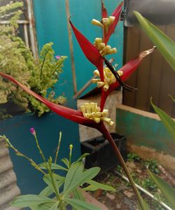 Close-up of red flowering plant