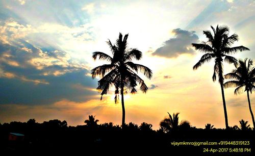 Low angle view of silhouette palm trees against sky