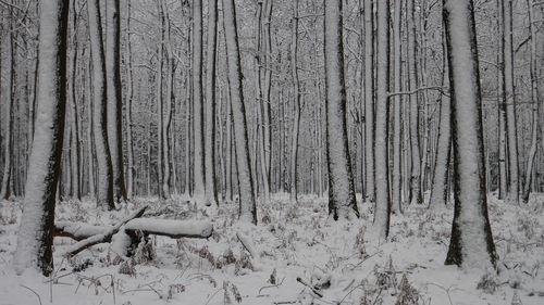 Trees on snow covered tree during winter