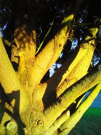 Close-up of yellow tree trunk in forest