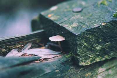 Close-up of leaves on wood