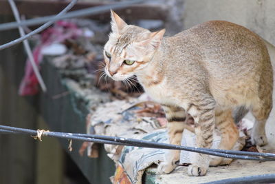 Close-up of cat