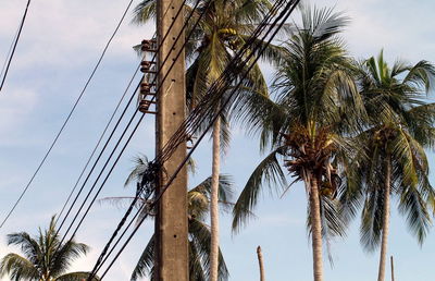 Low angle view of coconut palm trees against sky