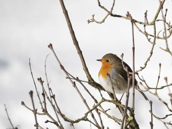 Low angle view of bird perching on branch