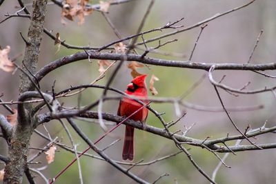 Full length of cardinal bird perching on branch