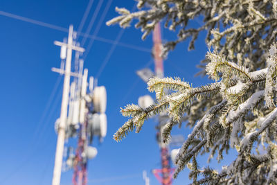 Low angle view of flowering plant against blue sky