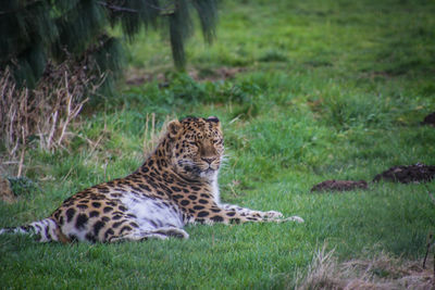 Tiger lying on field