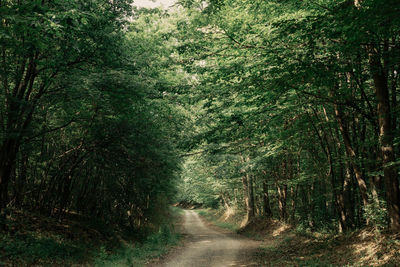 Dirt road amidst trees in forest