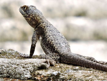 Close-up of lizard on rock