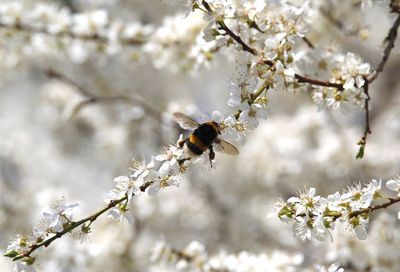 Low angle view of insect on flower tree