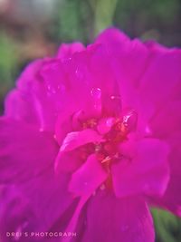 Close-up of pink flower blooming outdoors