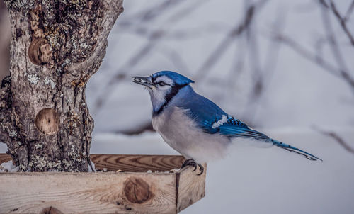 Close-up of bird perching on tree trunk