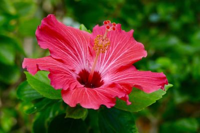 Close-up of pink flower blooming outdoors