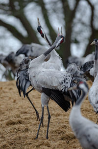 Cranes dancing at lake hornborga