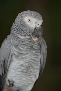 Close-up of owl perching on black background