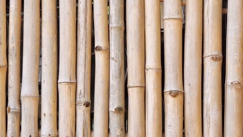 Full frame shot of bamboo