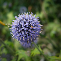 Close-up of purple flower