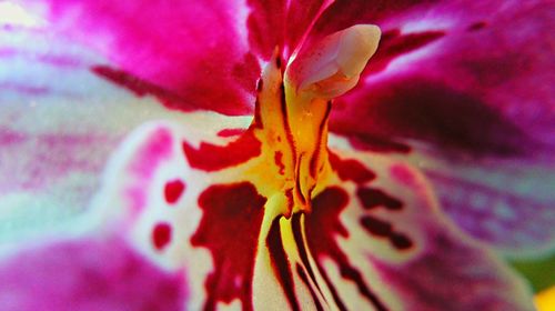 Close-up of pink flower