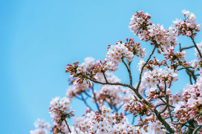 Low angle view of apple blossoms in spring against clear sky