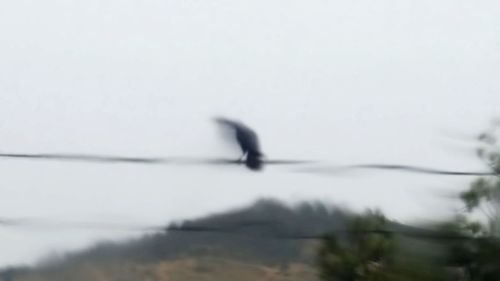 View of bird in flight against the sky