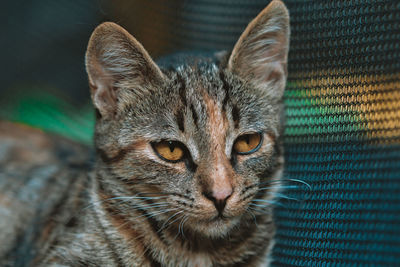 Close-up portrait of cat