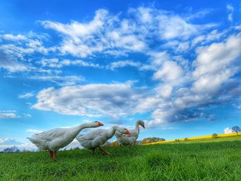 Scenic view of grassy field against cloudy sky