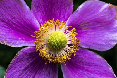 Close-up of purple flowering plant