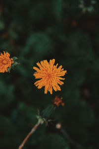 Close-up of orange flowering plant