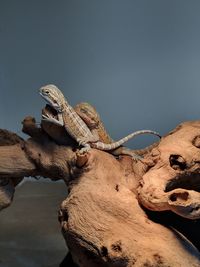 Close-up of lizard on rock