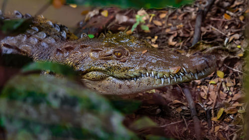 Close-up of crocodile