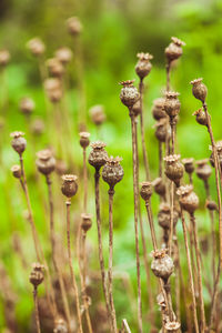 Close-up of flowers growing on field