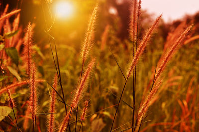 Close-up of stalks in field against sky