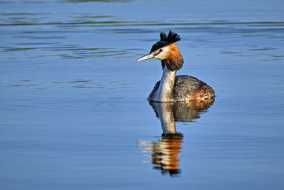 Duck swimming in a lake