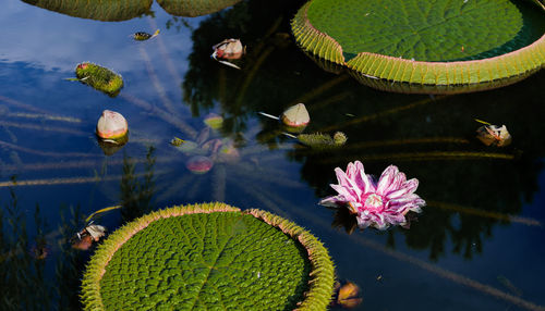 High angle view of lotus water lily in lake