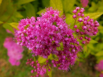 Close-up of pink flowering plant