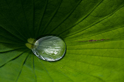 Close-up of water drops on leaf