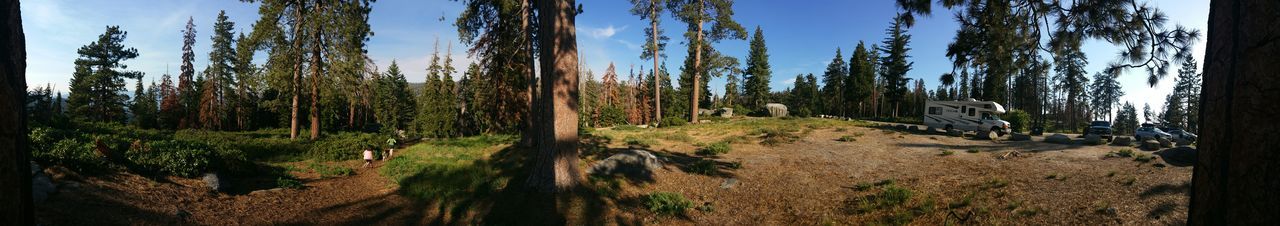 Panoramic view of trees in forest against sky