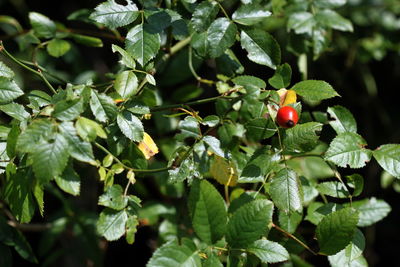 Close-up of red flowering plant