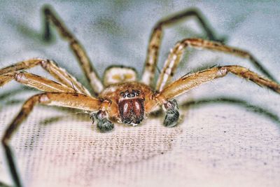 Close-up of spider