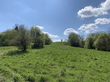 Trees on field against sky