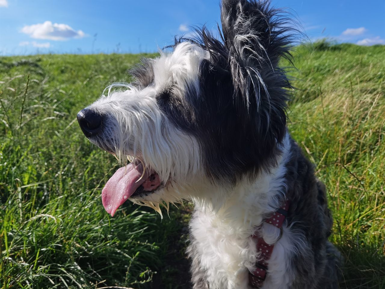 DOG LOOKING AWAY ON LAND