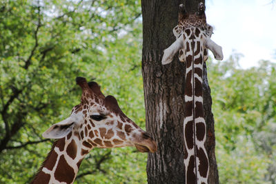 Close-up of giraffe in zoo