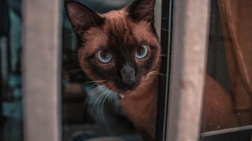 Close-up portrait of cat by window