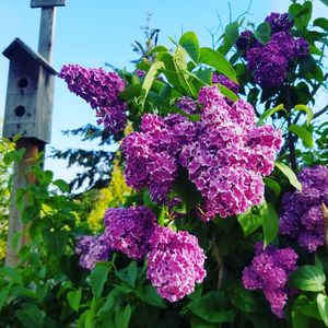 Close-up of purple flowers blooming outdoors