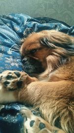 Close-up of dog relaxing on bed