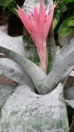 Close-up of pink flowers