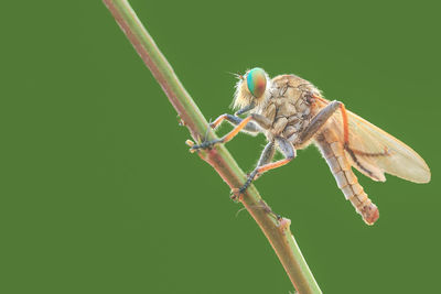 Close-up of insect on leaf