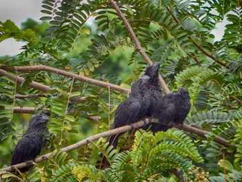 Bird perching on tree branch
