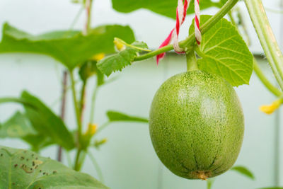 Close-up of cantaloupe growing on plant