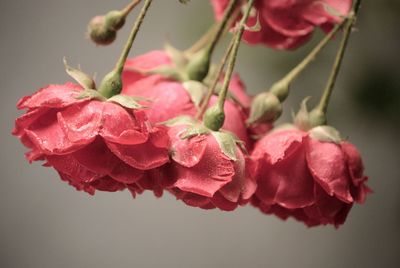 Close-up of pink rose flower